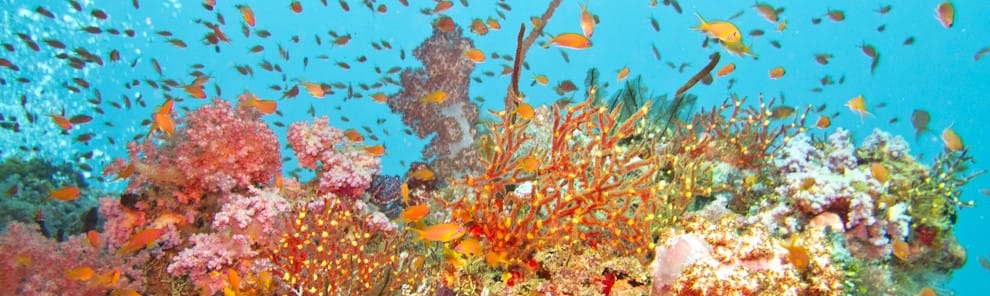 Underwater 2012-12-FebruaryU149-0757