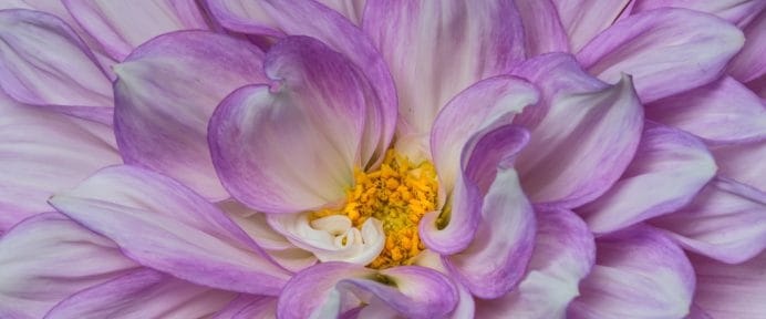 Bill Feigenbaum, Contributing Photographer