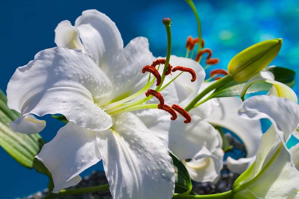 Photo by Roberta London