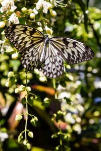 Butterfly by Zohair Zaidi