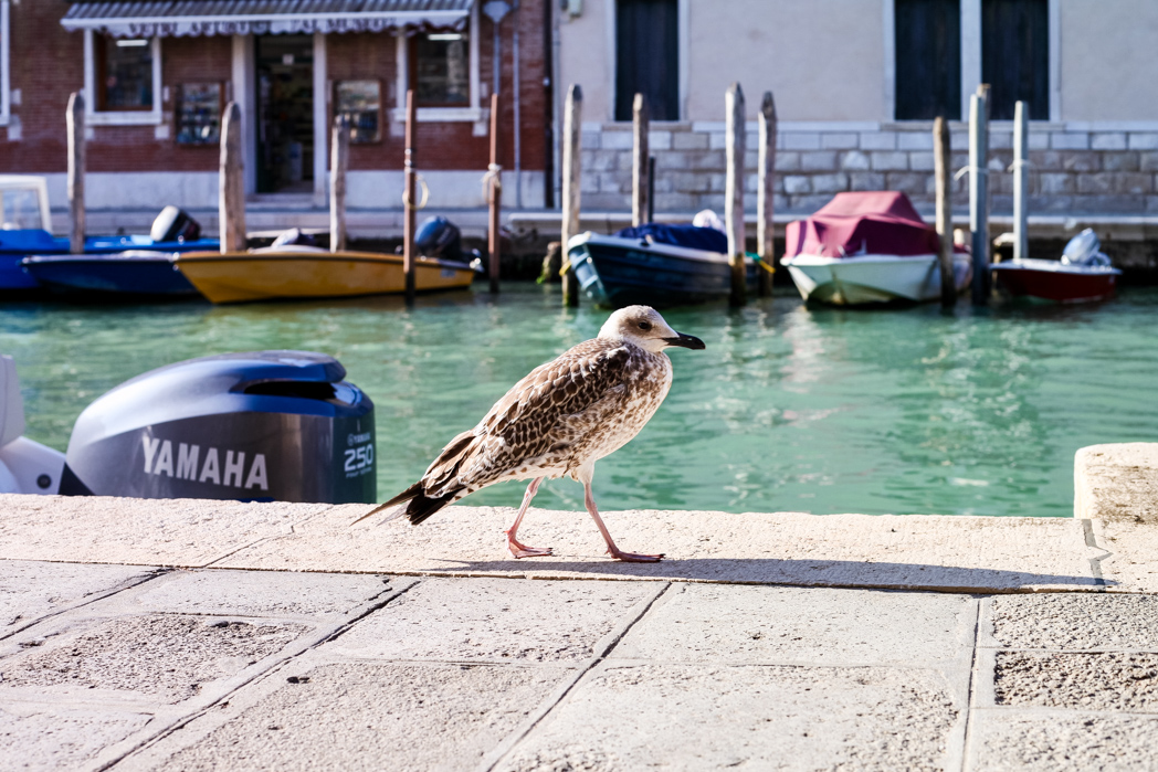 P510 Ava Siegle, Venice, Italy