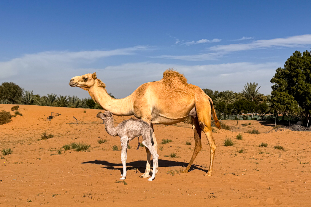 P585 Ismail Moideen, Arabian Desert, Dubai