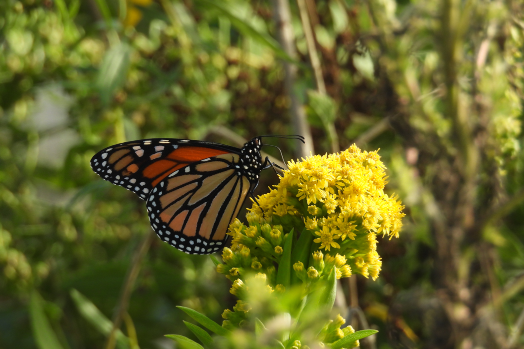 P657 Nicole Kravets, New York USA